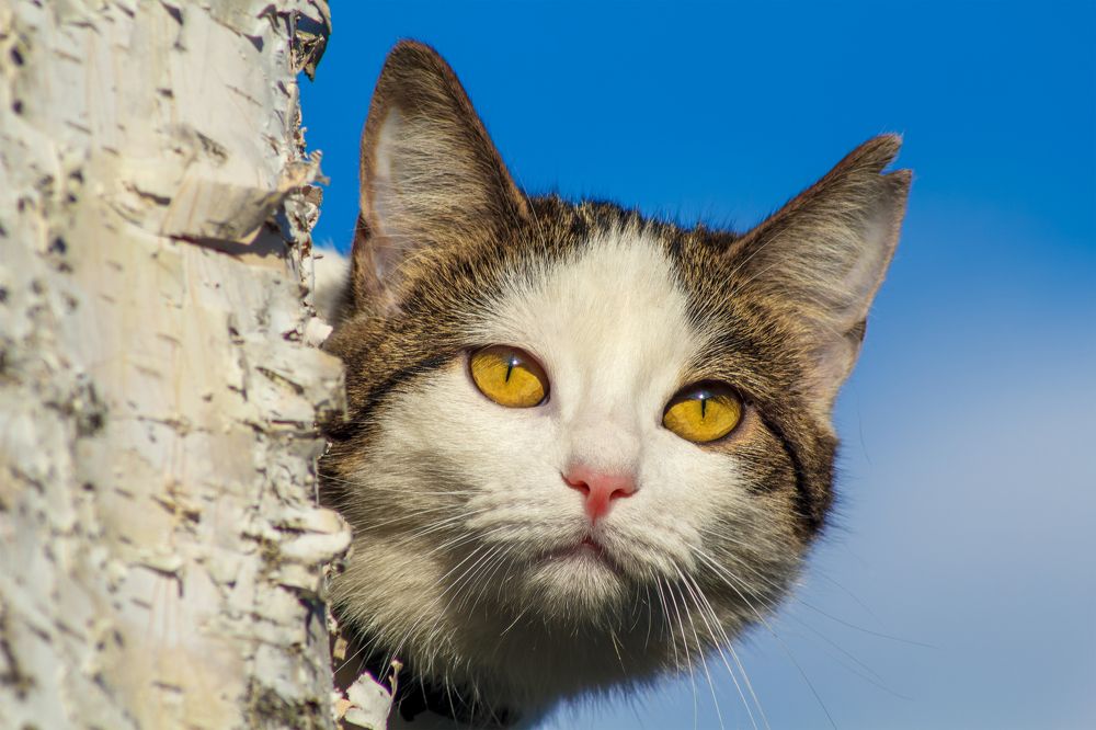 Боевая охотница