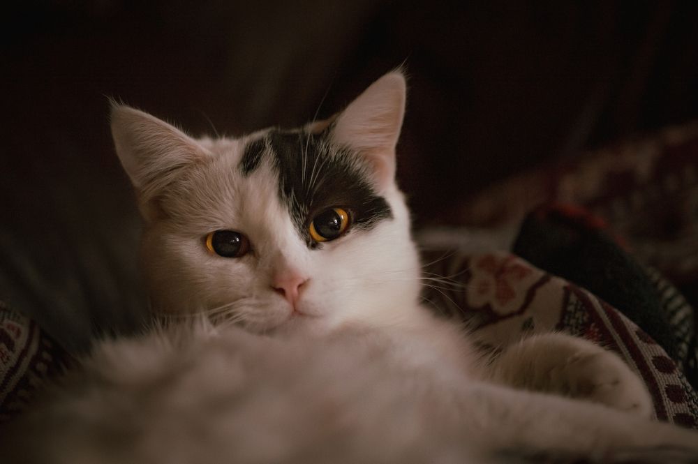 Photograph by Елена Раздвилова