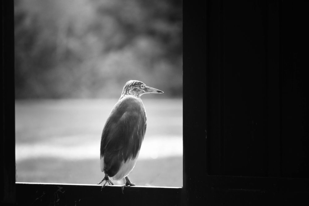 Someone from that window