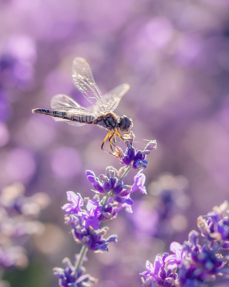 Фотография автора Дмитренко Екатерина