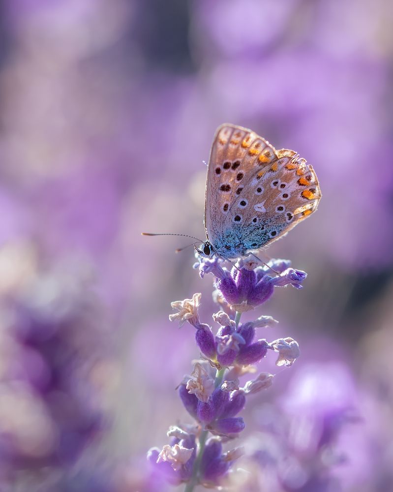 Photograph by Дмитренко Екатерина