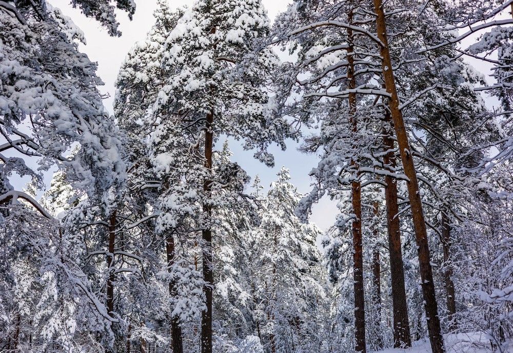 Photograph by GAĻINA GRIŠKOVA