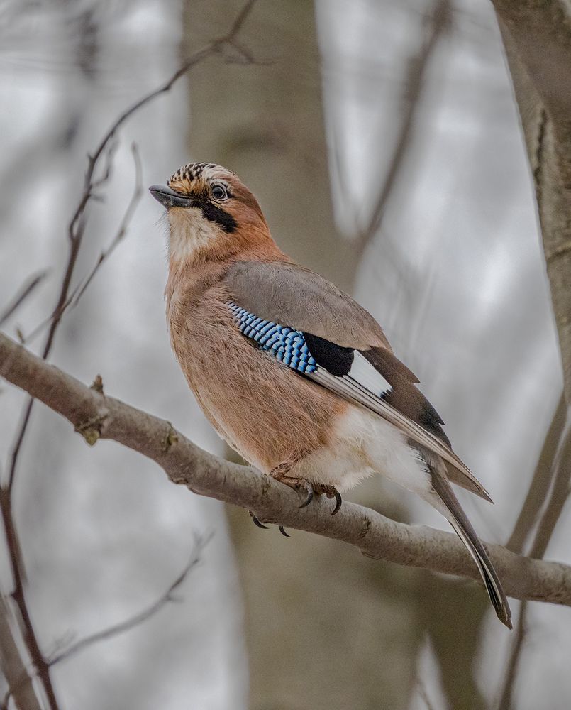 Photograph by Алла Толстая