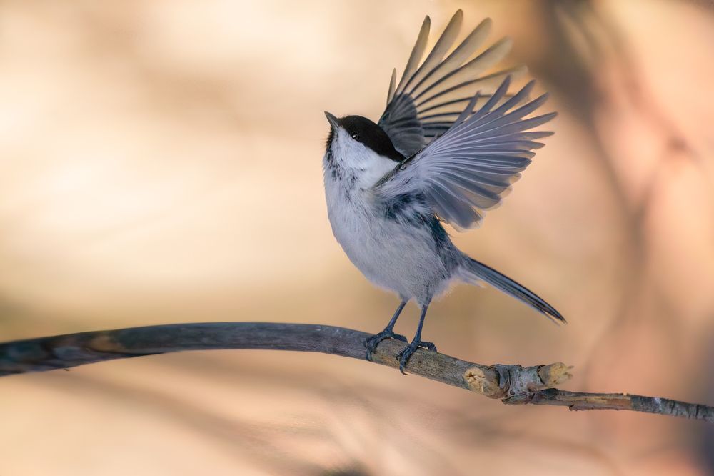 Photograph by Марат Кучкаев