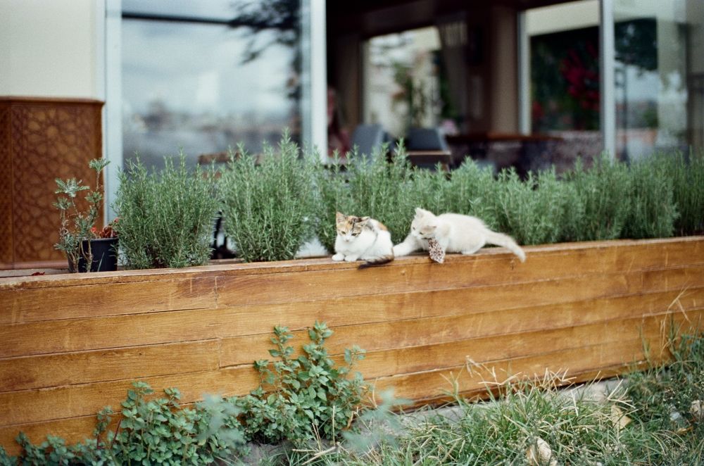 Photograph by Ekaterina Afanasyeva