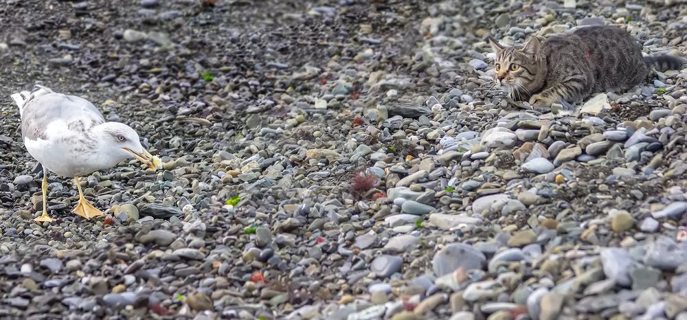 Photograph by Клясюк Галина