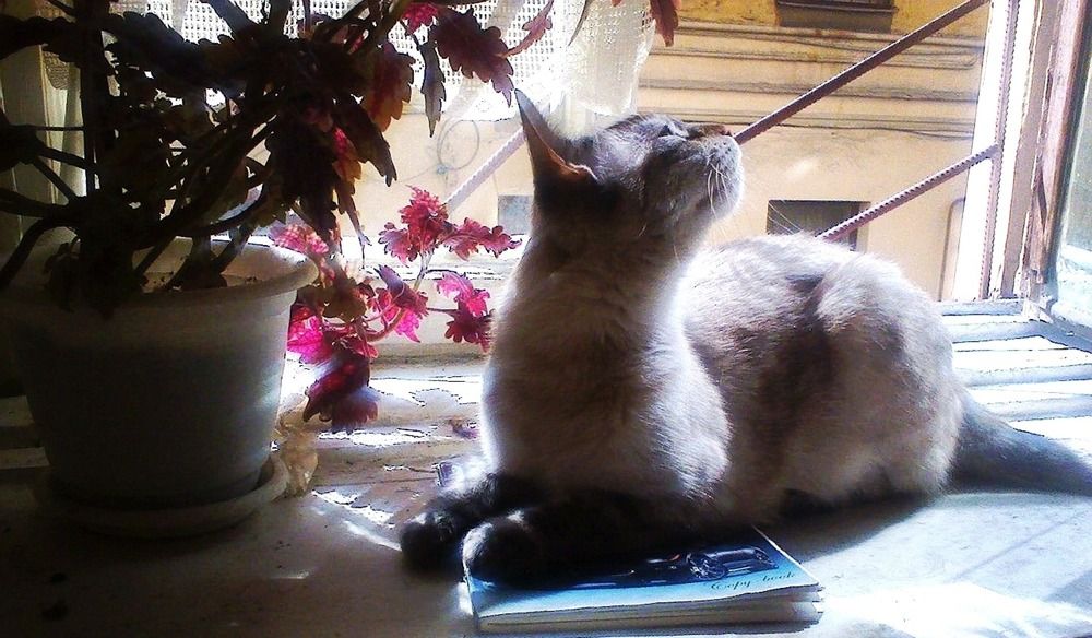 Photograph by Кристина Шмырева