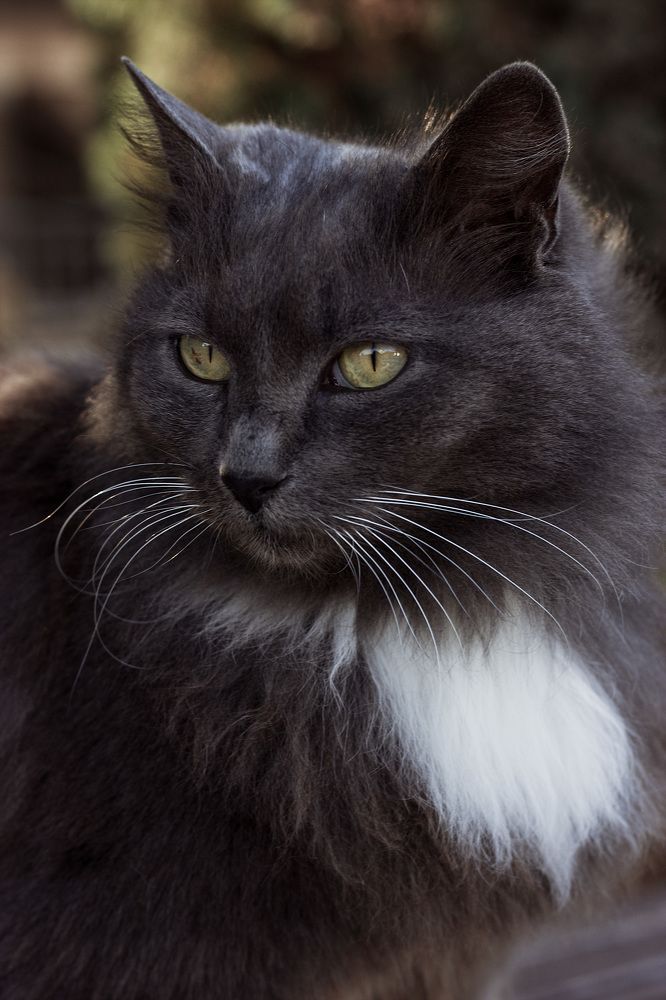 Котопортрет хранителя тишины.