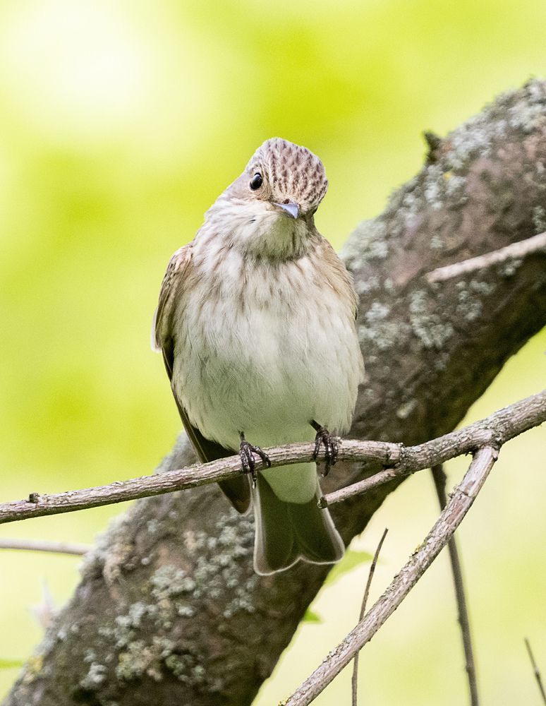 Photograph by Алла Толстая