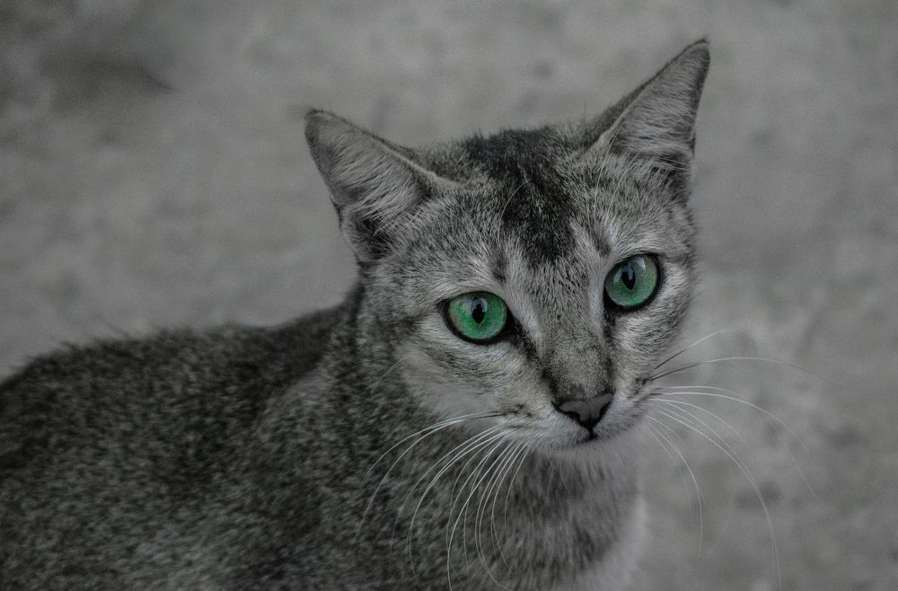 Photograph by Minhaj Mahmood