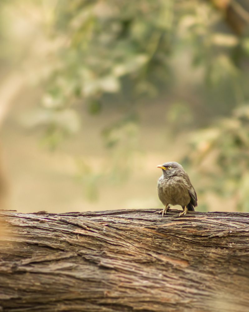 Yellow-billed babble in a park in Delhi