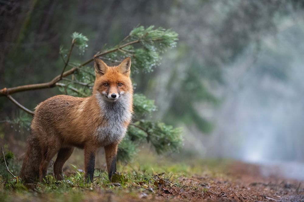 В дождливый день