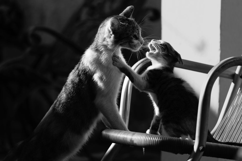 Photograph by Abel Cancino Gutierrez