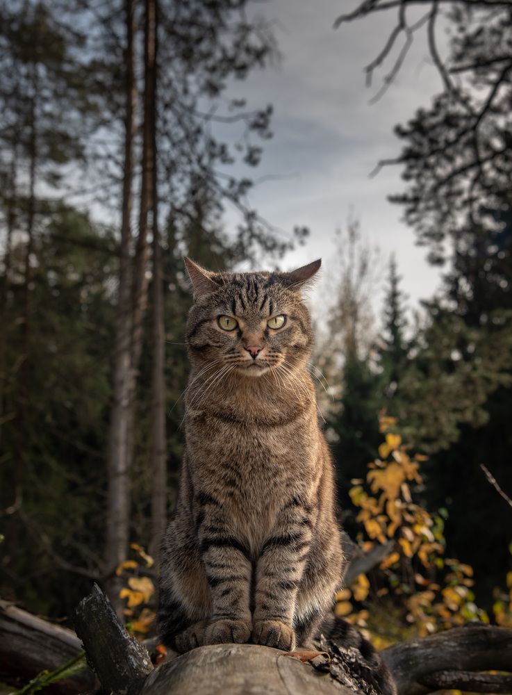 Фотография автора Ilia Vytnov