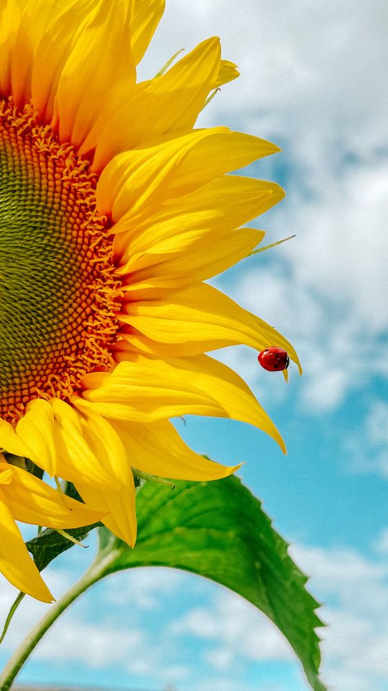 Photograph by Елена Иванова