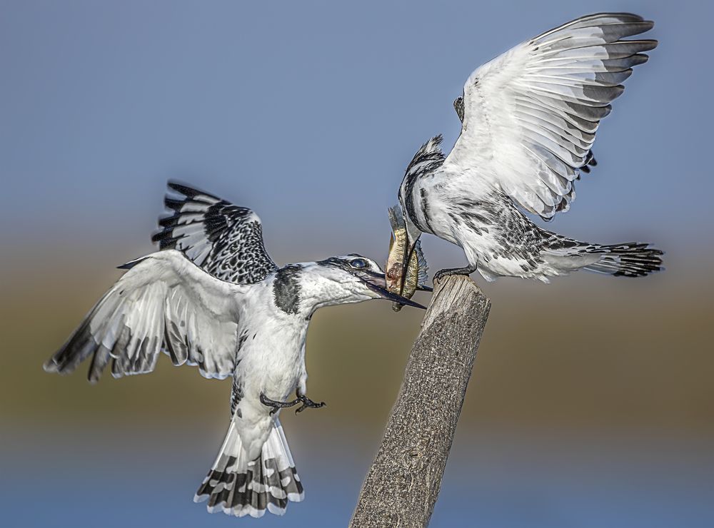 Kingfisher fight over a delicious meal.