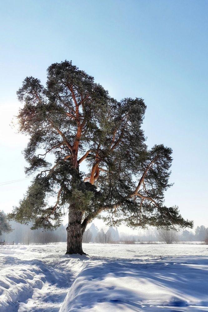 Фотография автора Тамара Караваева