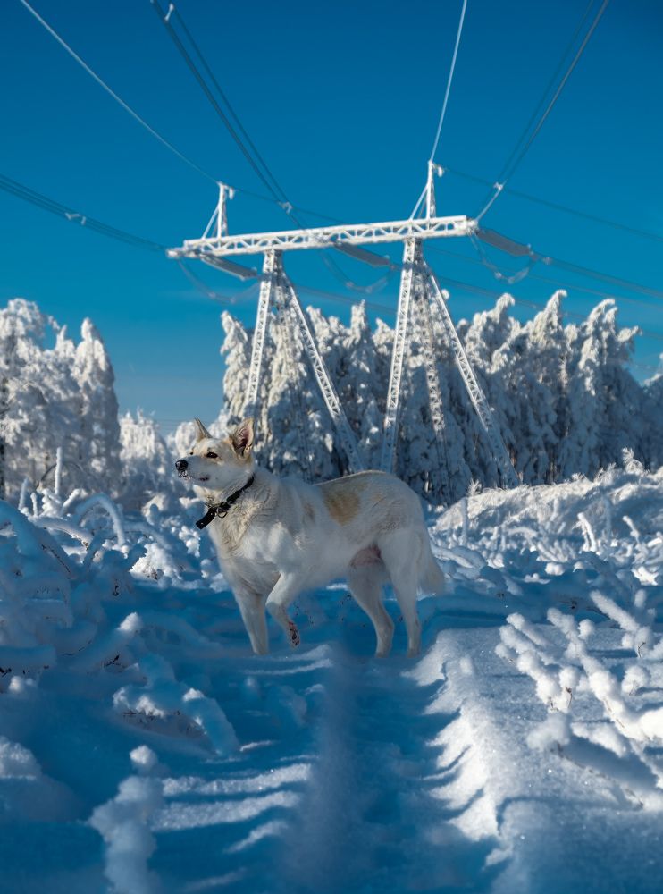 Photograph by Limon_vd