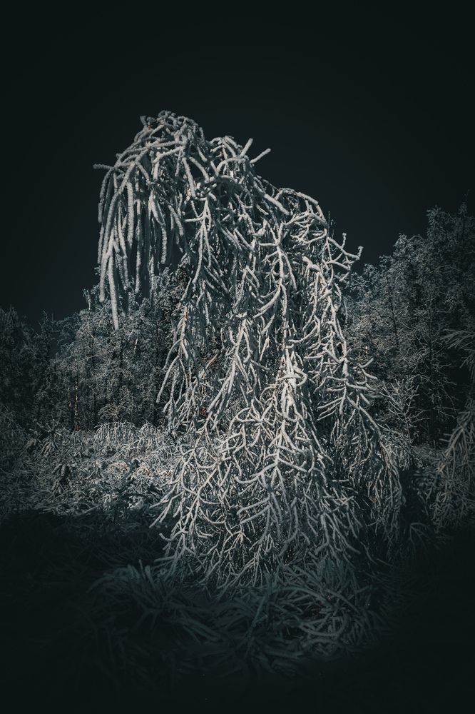 Photograph by Limon_vd