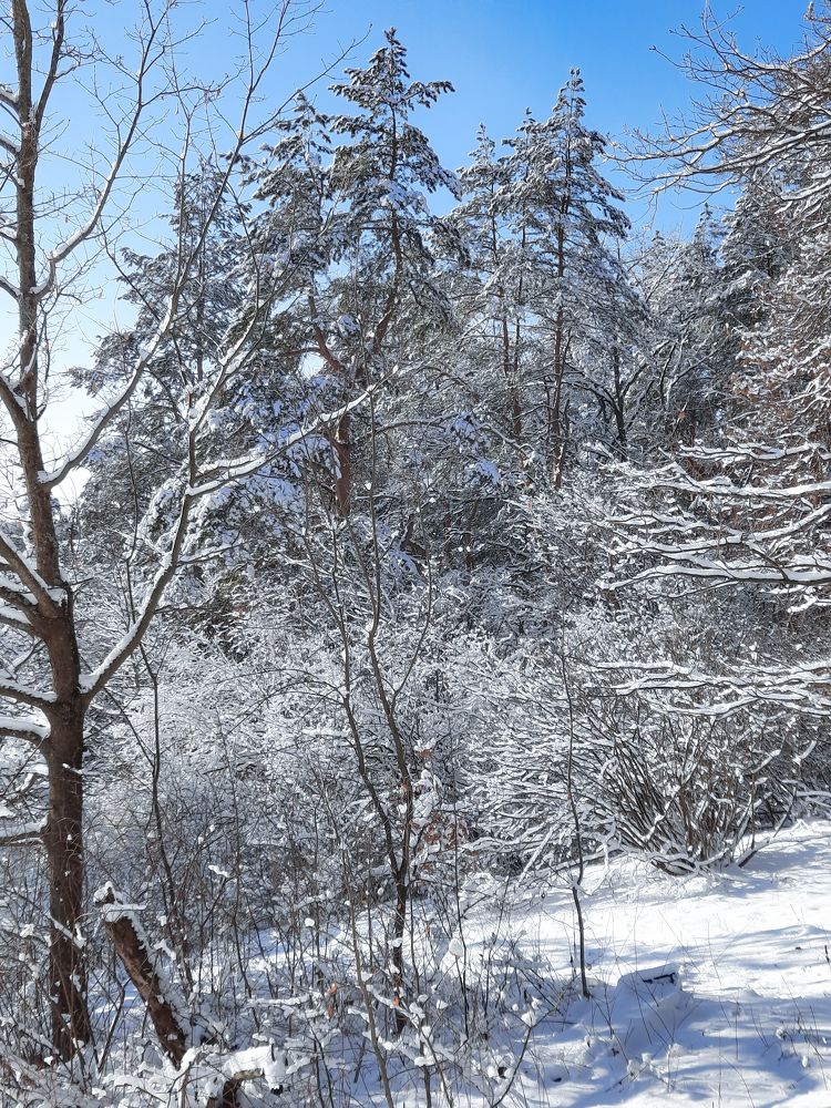 Фотография автора Irina Vornacheva