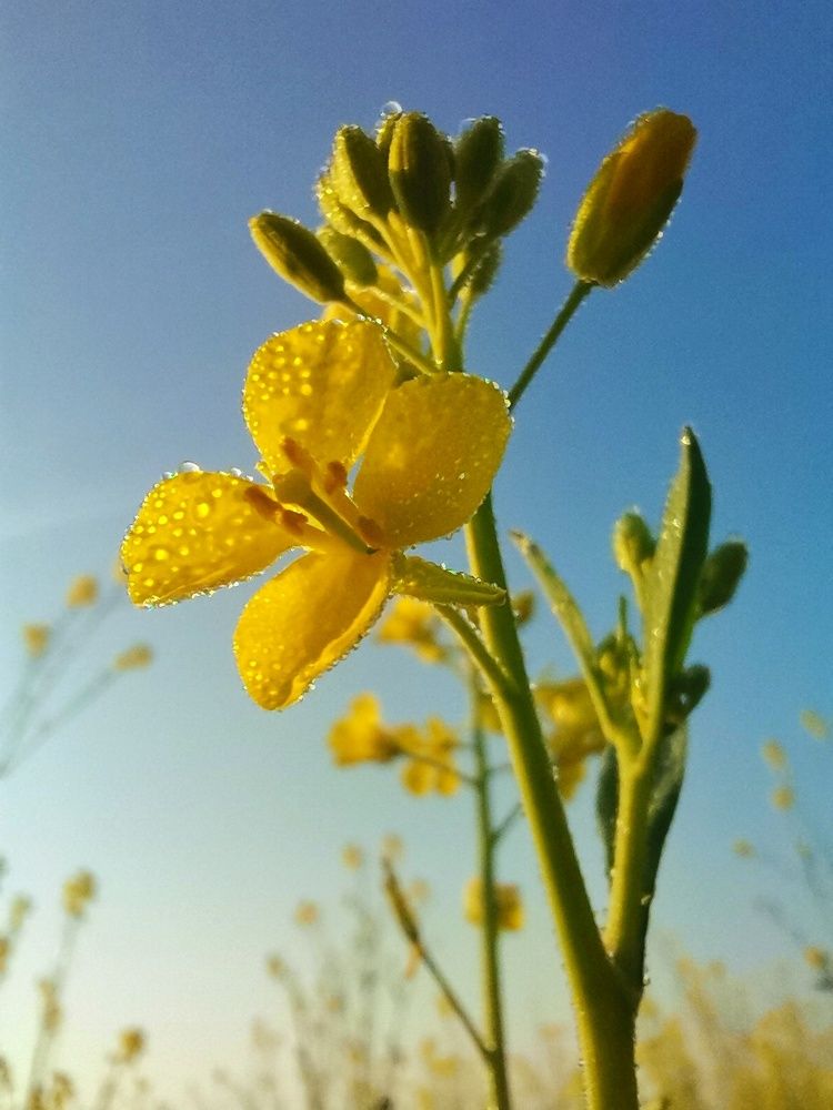 Yellow flower Morning Time