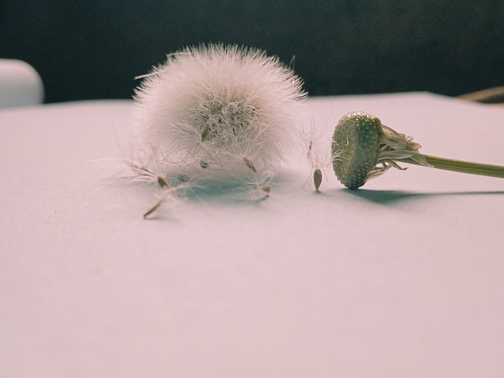 Extinction