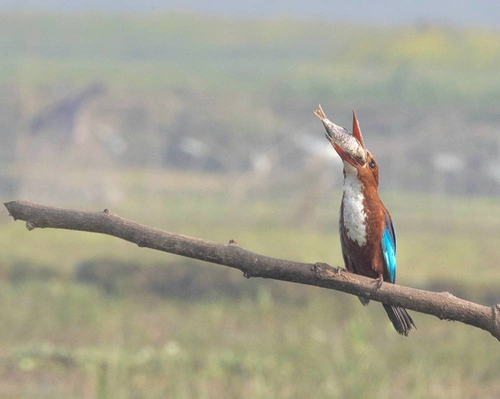 Kingfisher with the kill