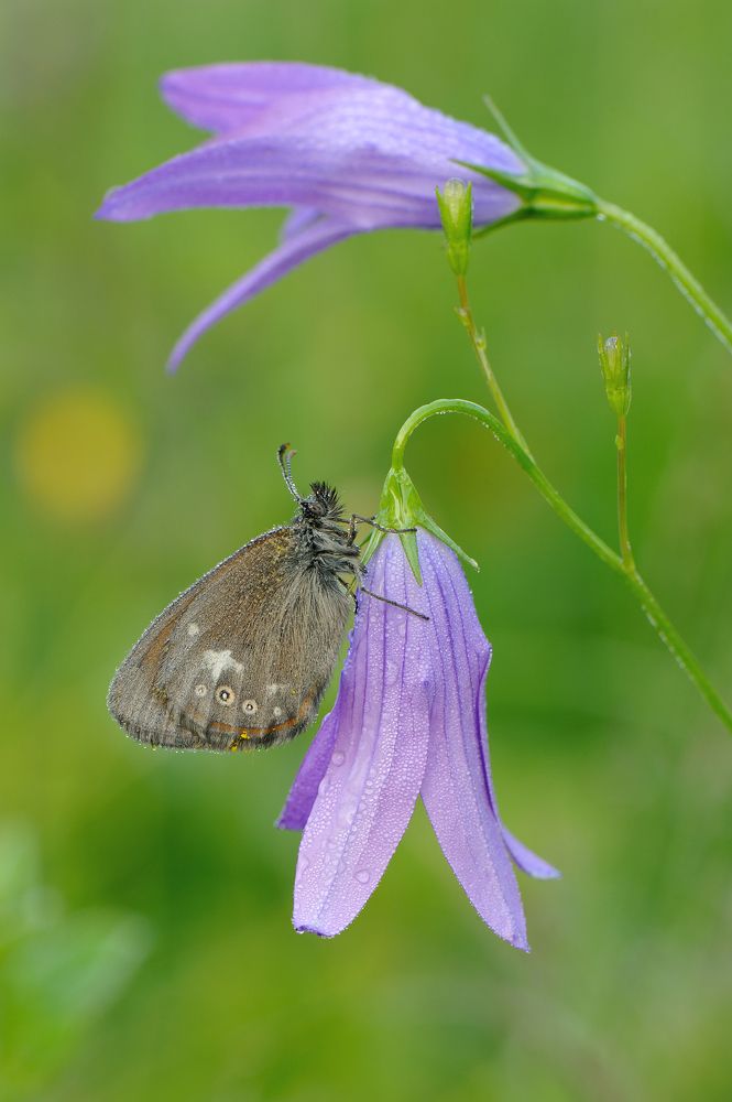 Сиреневый звон.