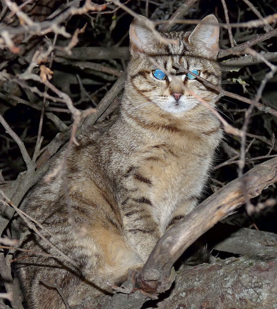 Кошка дикая...