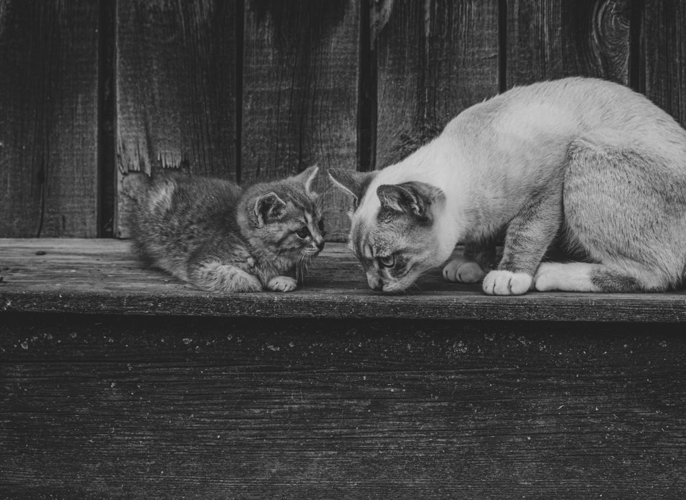 Photograph by Елена Федорова