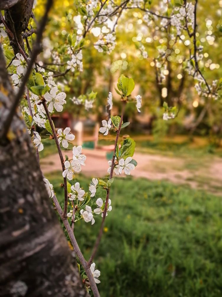 Черёмуха цветёт.