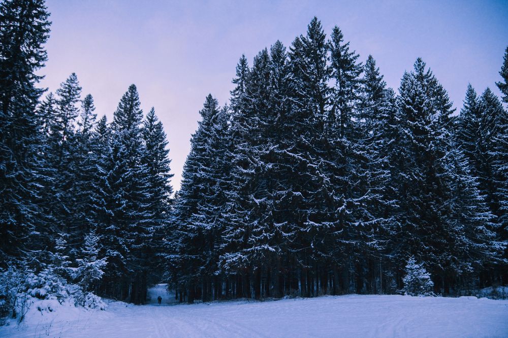 Photograph by Полина Сюзёва