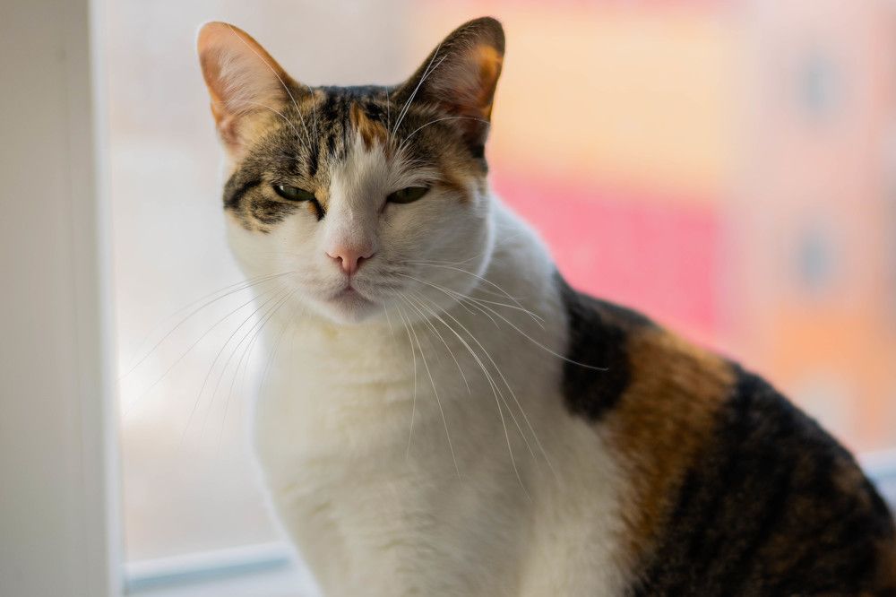 Photograph by Ксения Евгеньевна Коржнева