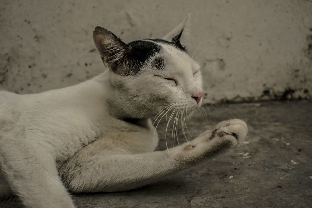 Photograph by Minhaj Mahmood