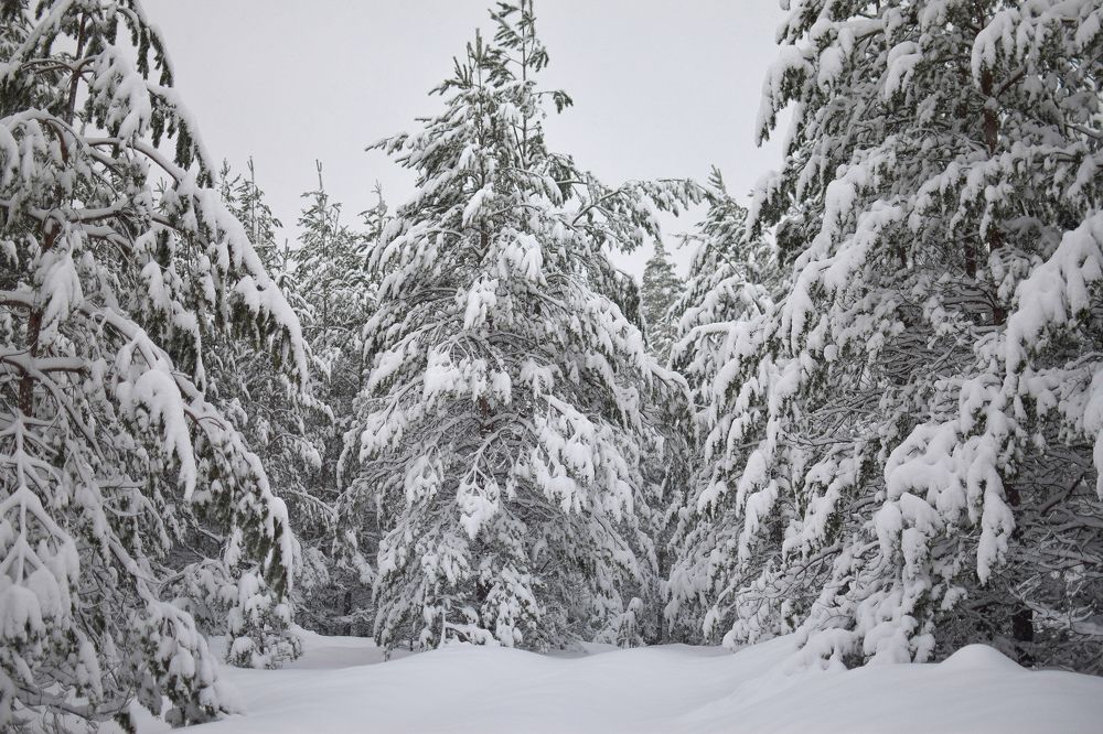 Фотография автора Мария Яропольская