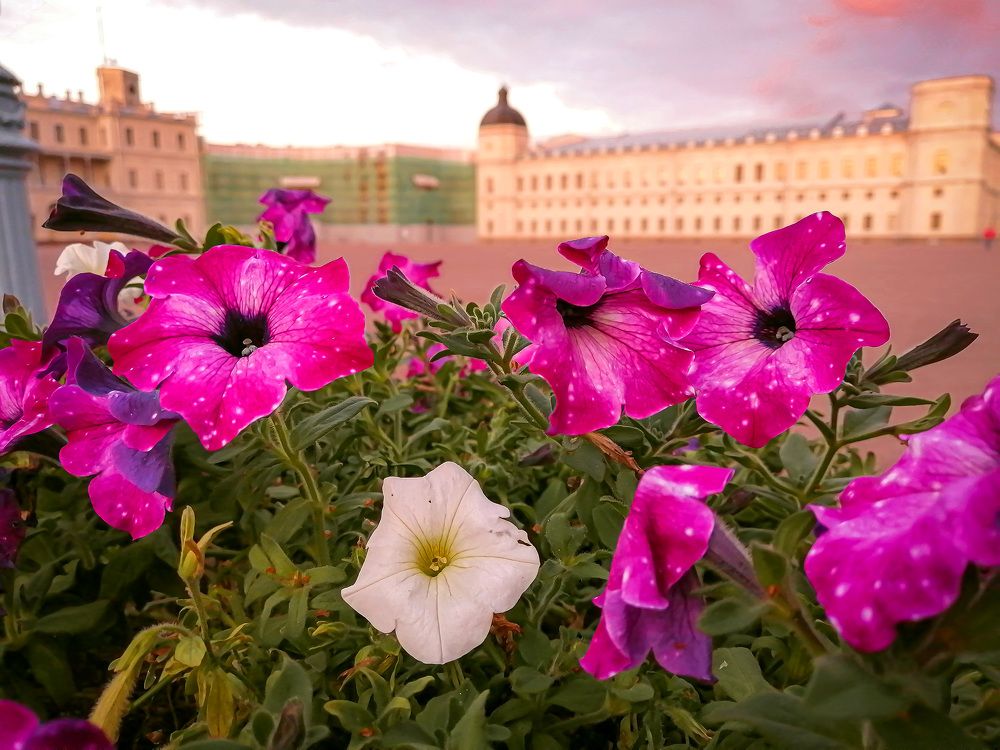 Звёздные петунии.