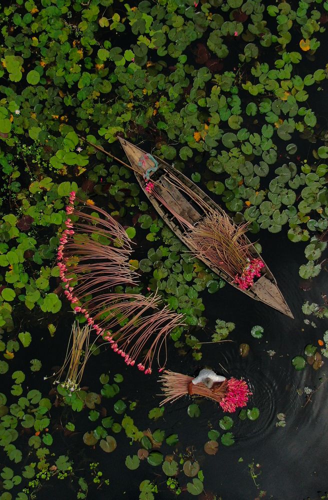 Harvest water lilies