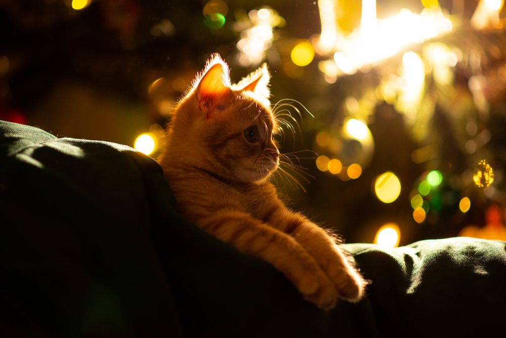 Photograph by JuliaVashurina