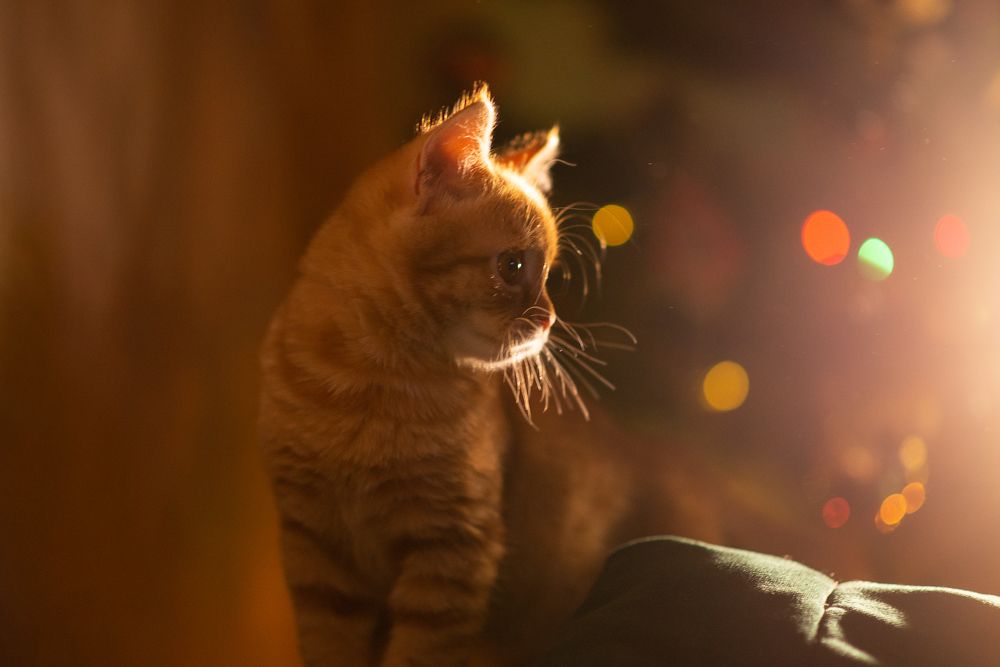 Photograph by JuliaVashurina