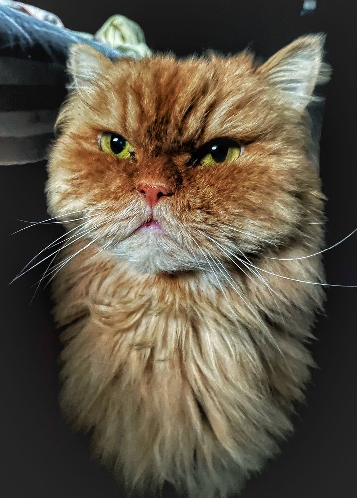 Photograph by Алеся Пчёлкина