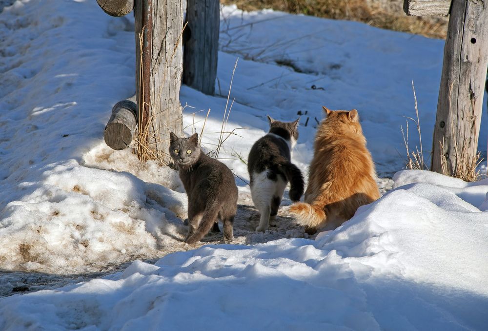 Photograph by Svetlana Rizzo