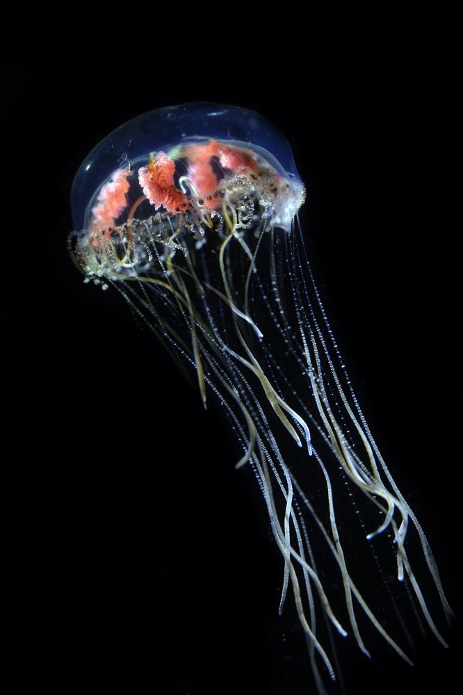 Photograph by Дериглазова Марина Владимировна