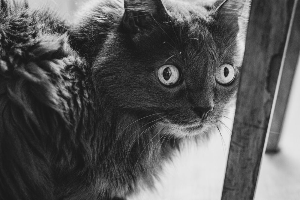 Фотография автора Балановская Виктория