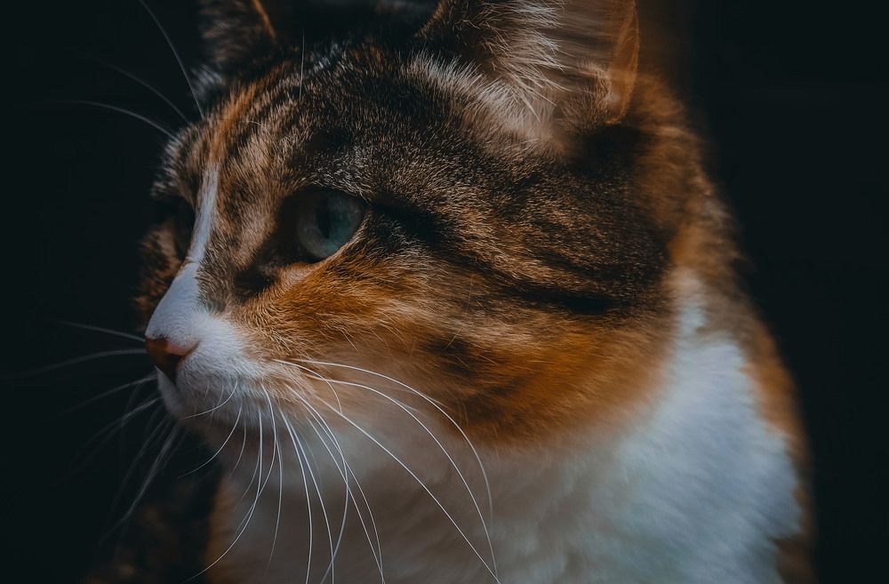 Photograph by lyudmila Soloveva