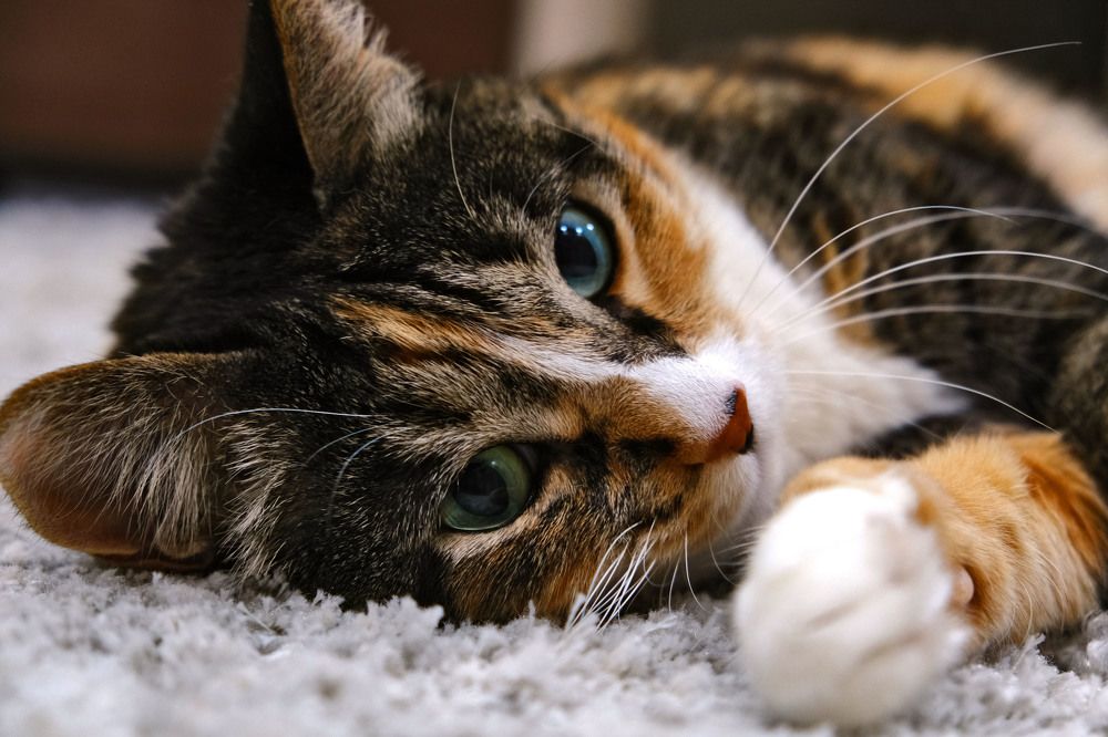 кошачий отдых