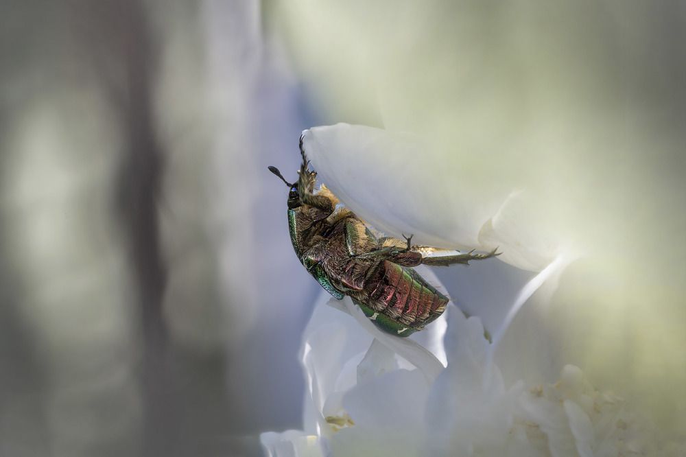 Photograph by Сергей Пискарёв