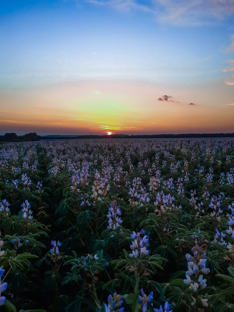 Фотография автора Irina Vornacheva