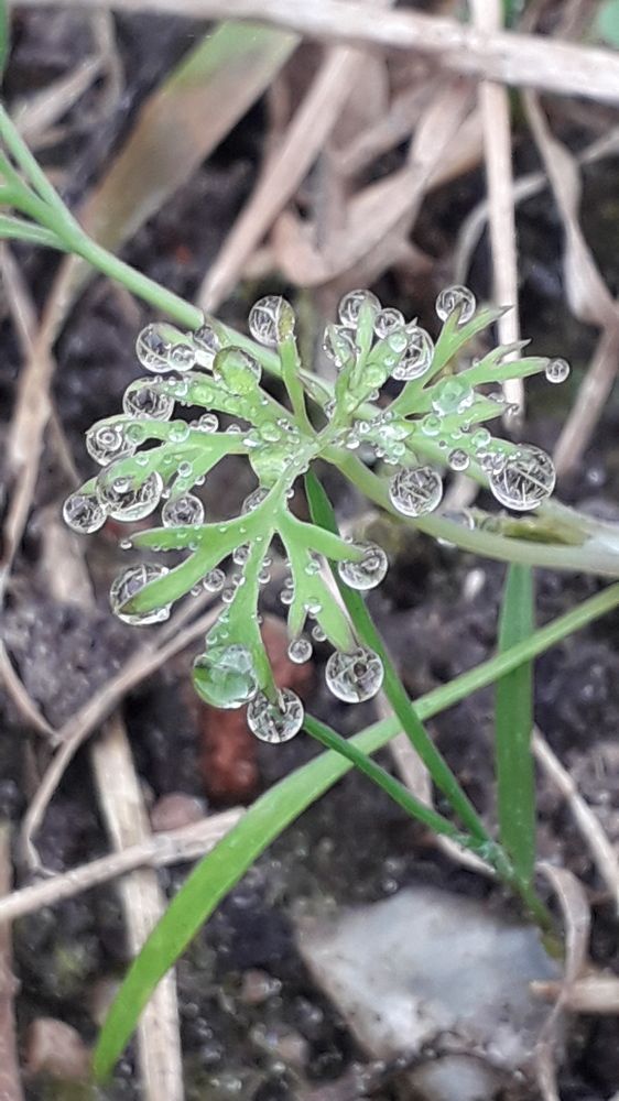 Укроп в росе.