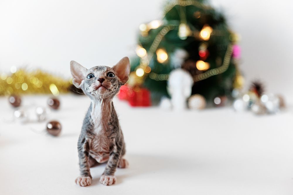 Фотография автора Алексей Крючков