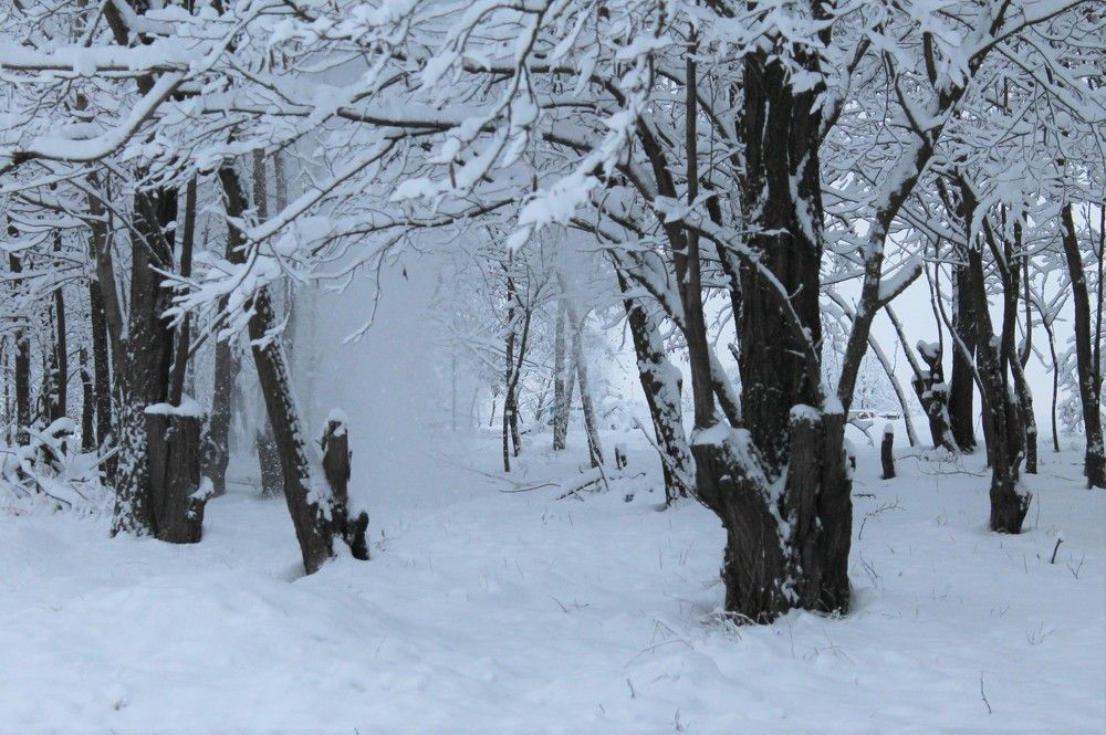 Фотография автора Таня Долгушева